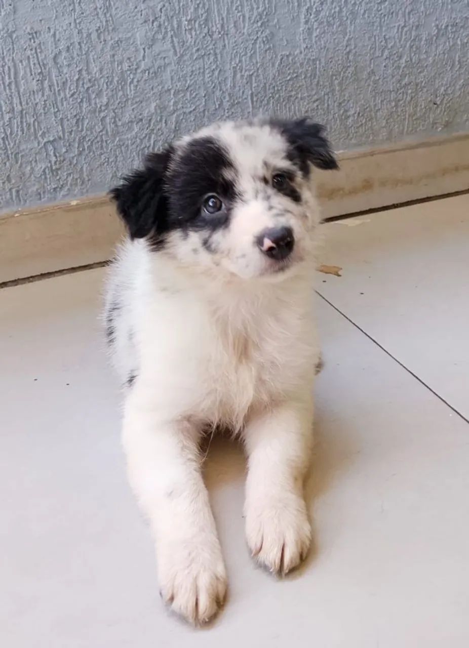 Filhotes de Border Collie  - Foto 3