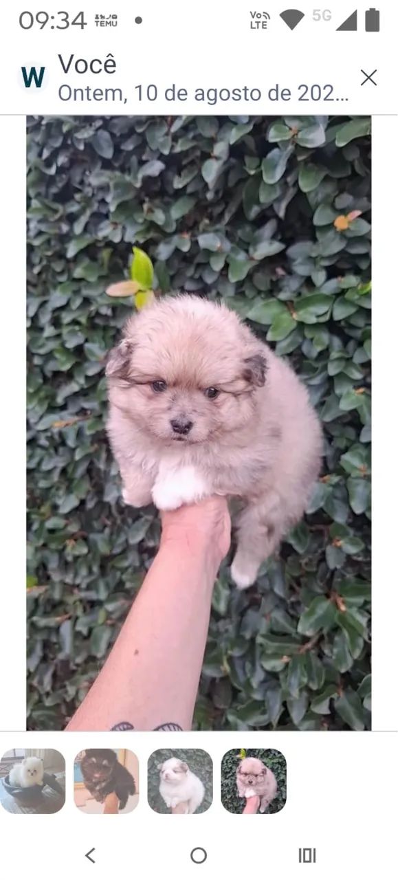 Spitz macho pequeno creme