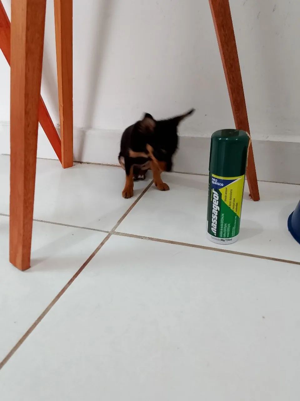 Pinscher miniatura 00 original  - Foto 5