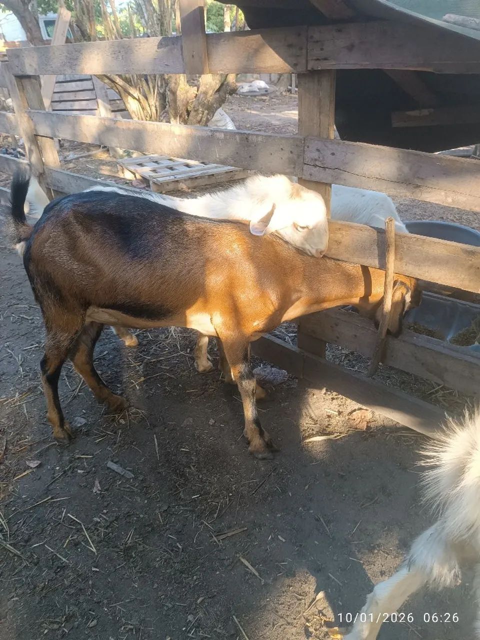Bode e cabra - Foto 5