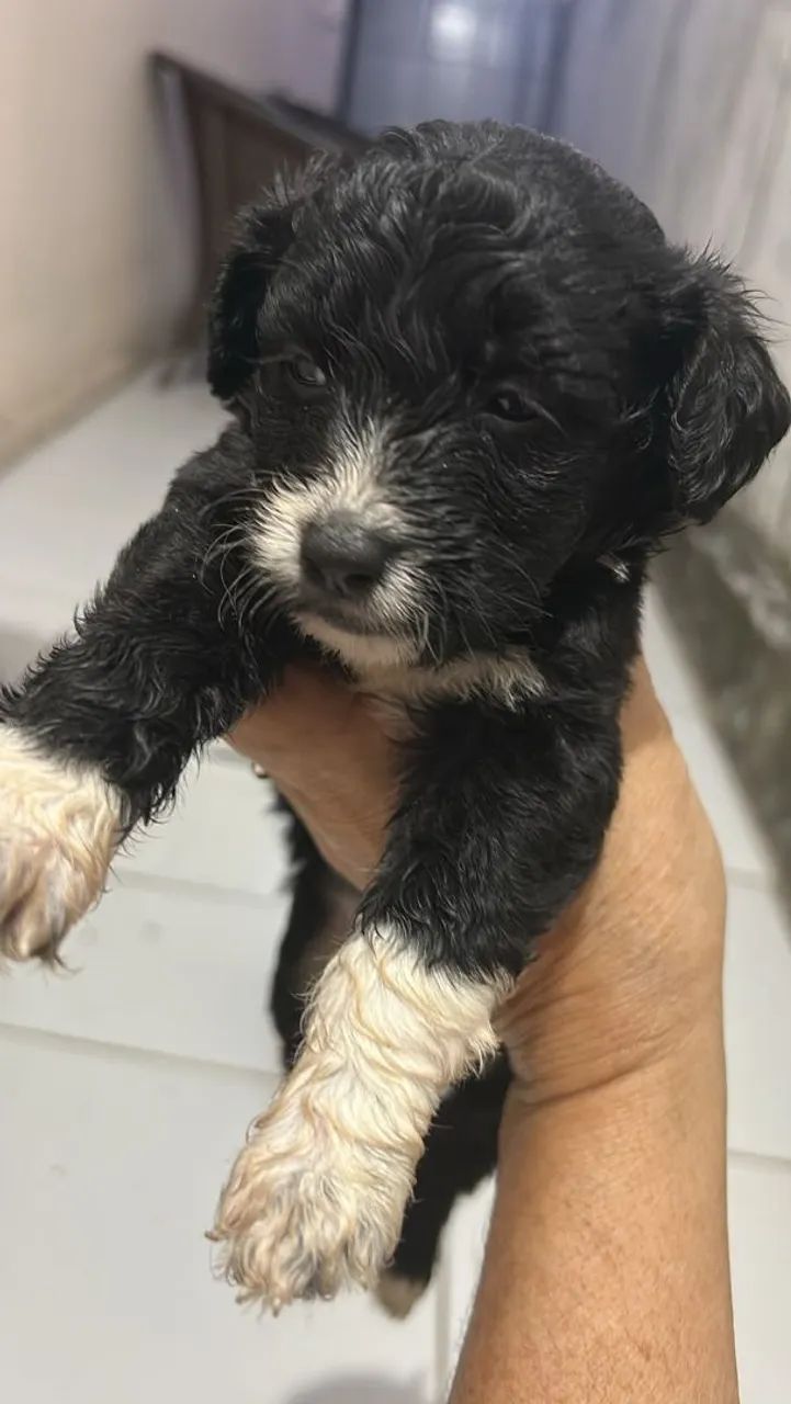 Vendo filhotes de poodle 2 - Foto 3