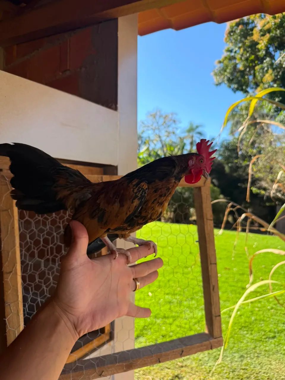 Mini Galizé a venda - Foto 3