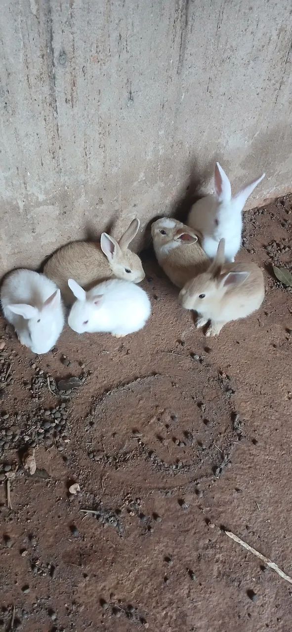 Filhote de coelho  - Foto 2