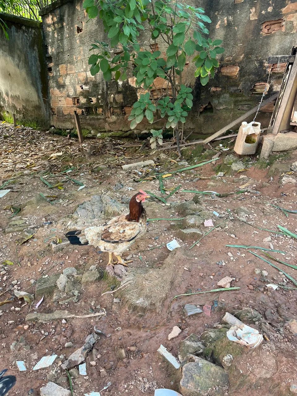 Galinha - Foto 2