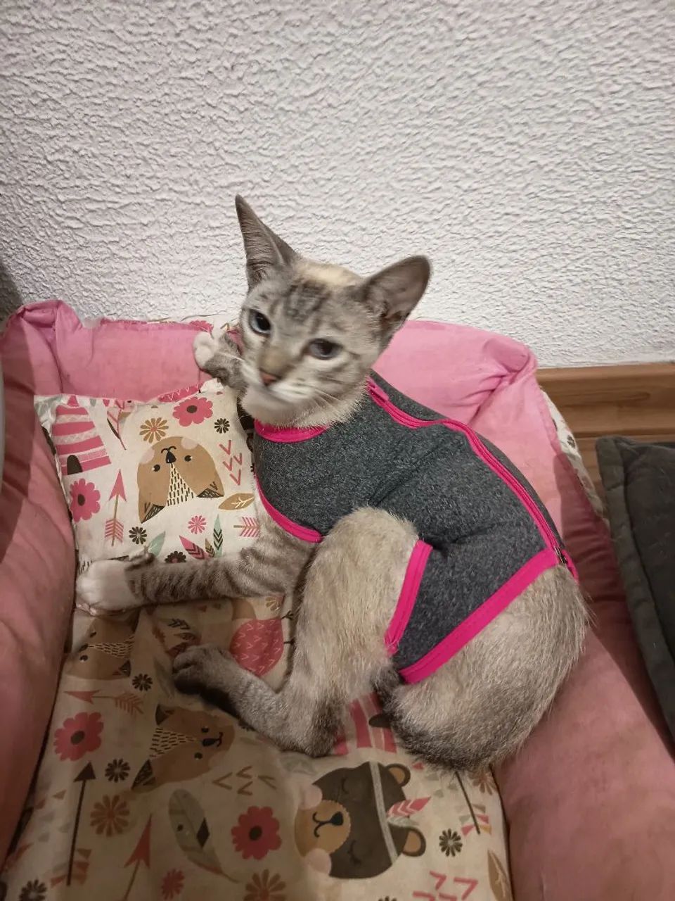 Gatinha castrada - Foto 2