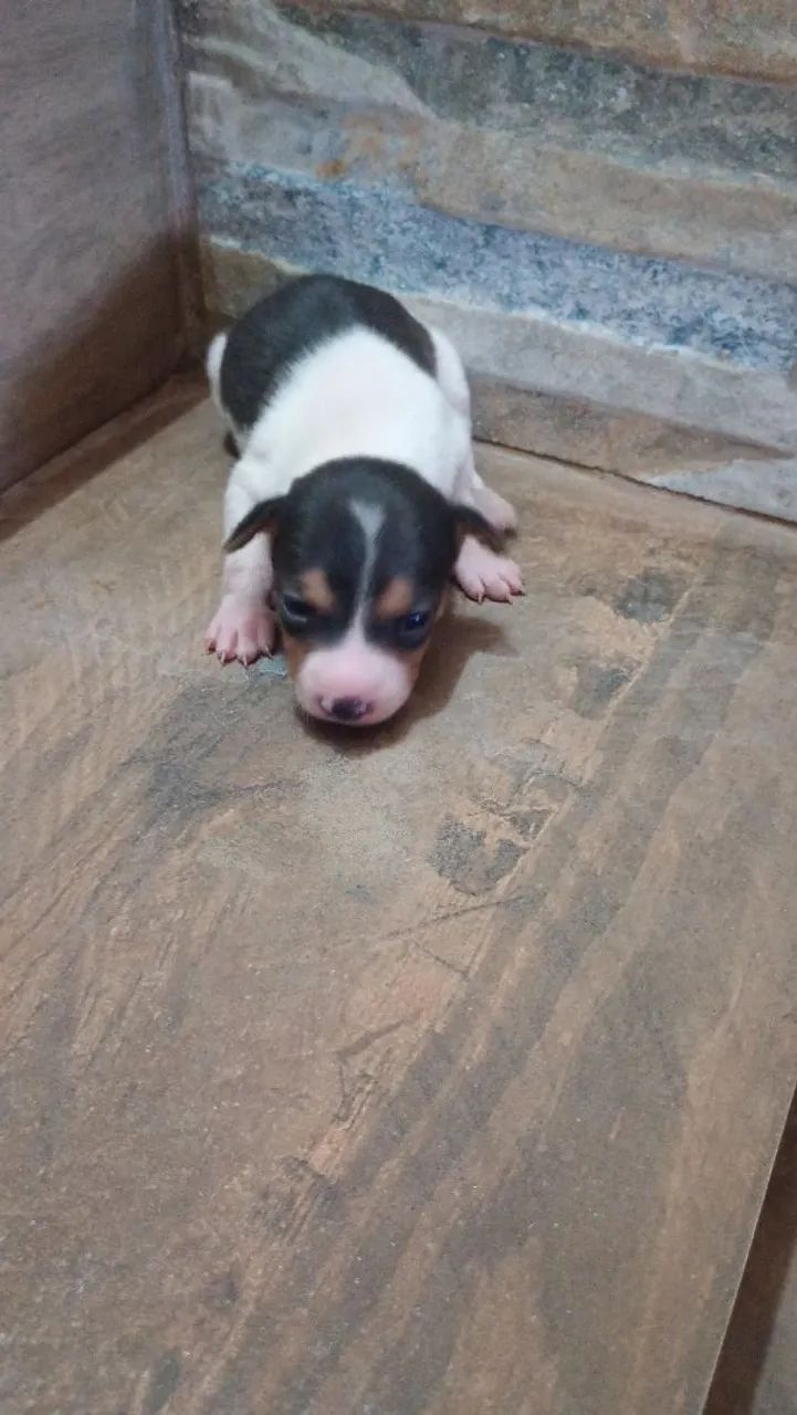Lindos filhotes Fox paulistinha - Foto 3
