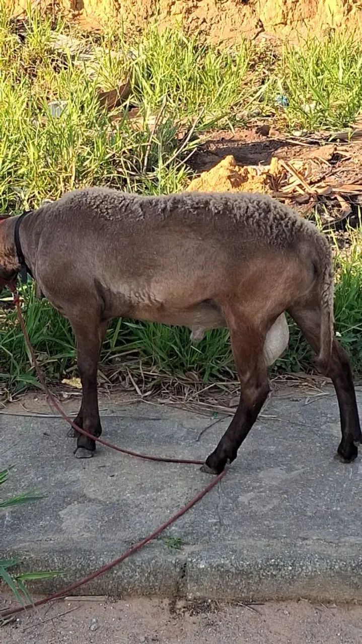 Vendo cabra parida  - Foto 4