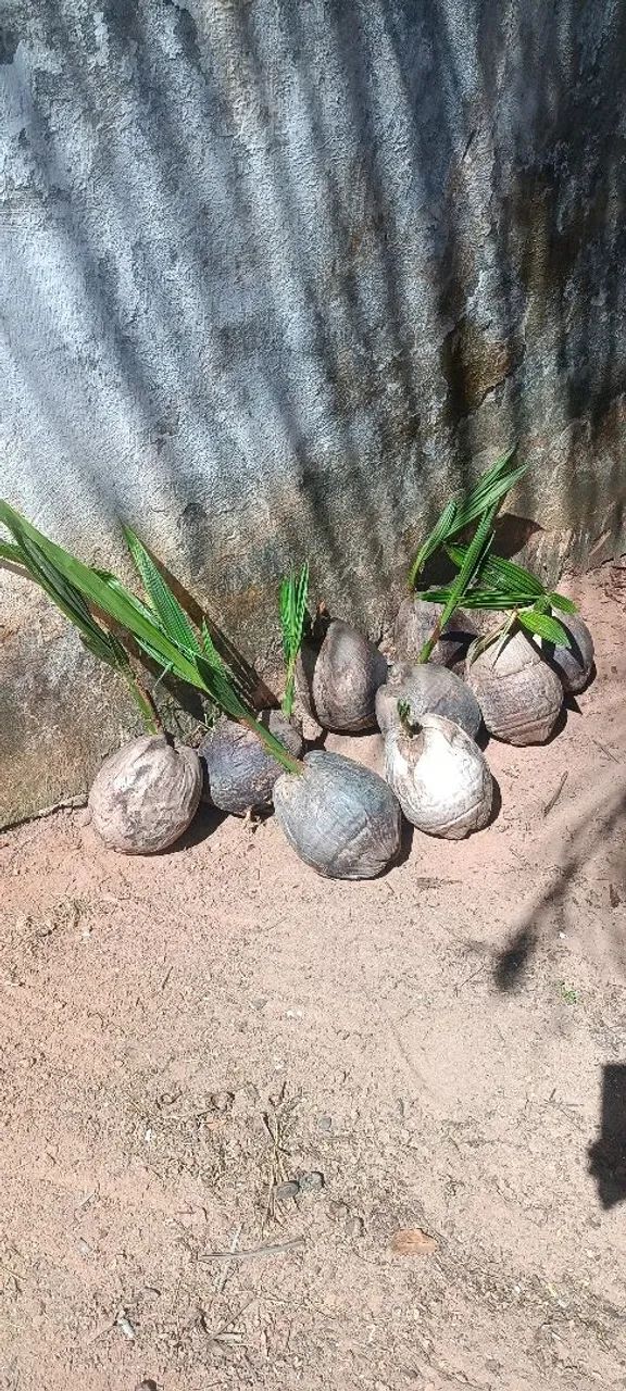 Mudas de Coqueiro Anão - Foto 3