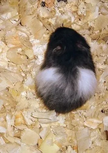 Hamisters Sírios diversas cores - Foto 3