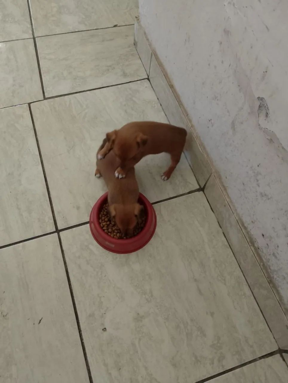 Cachorro  - Foto 2
