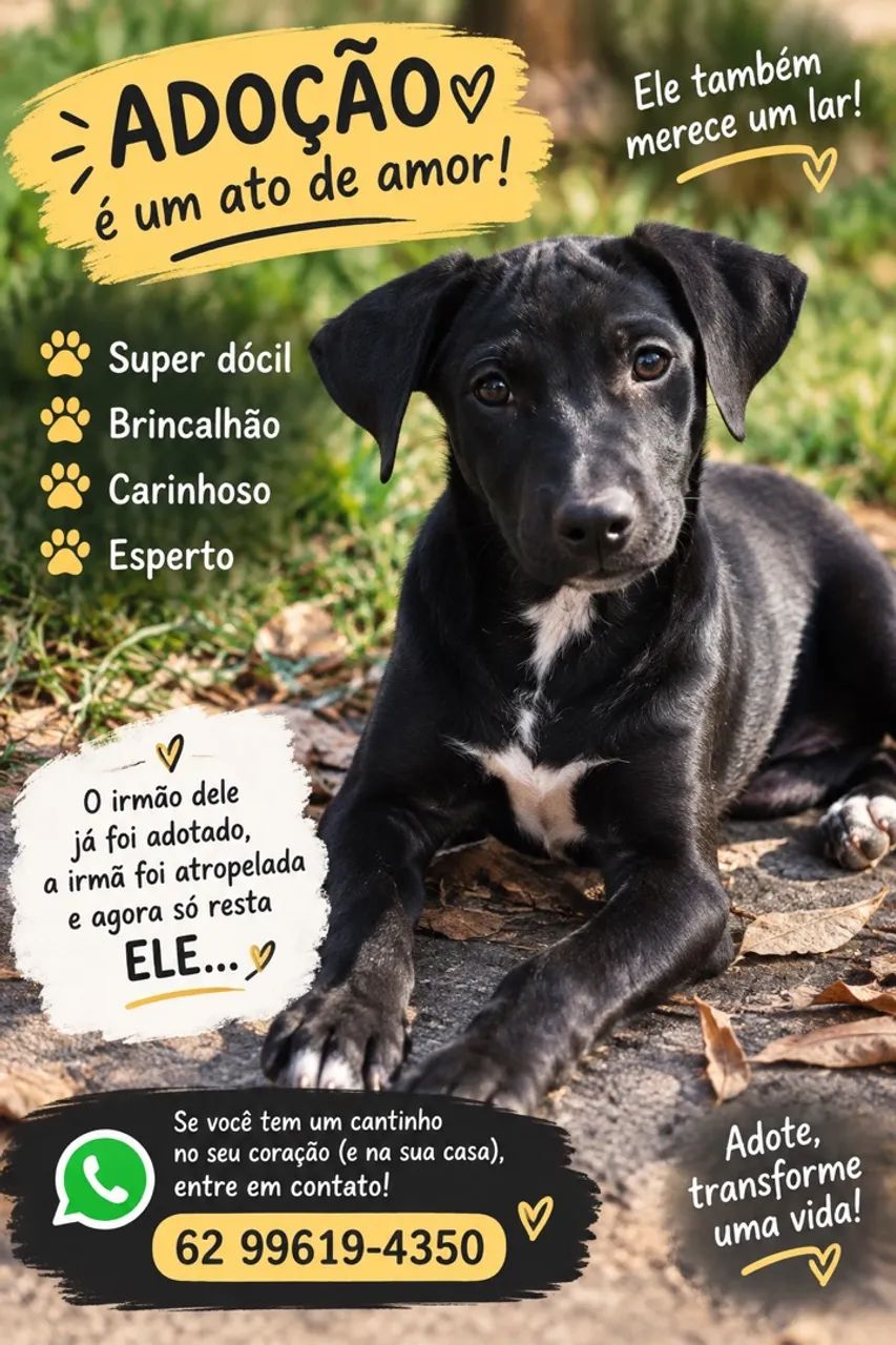 Adoção de cãozinho 