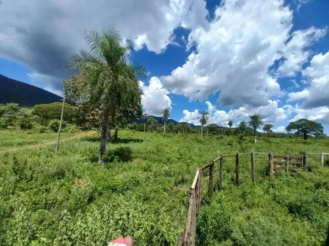 CÓD228  Fazenda 800 ha | Pantanal  25 km de Corumbá/MS - Foto 2