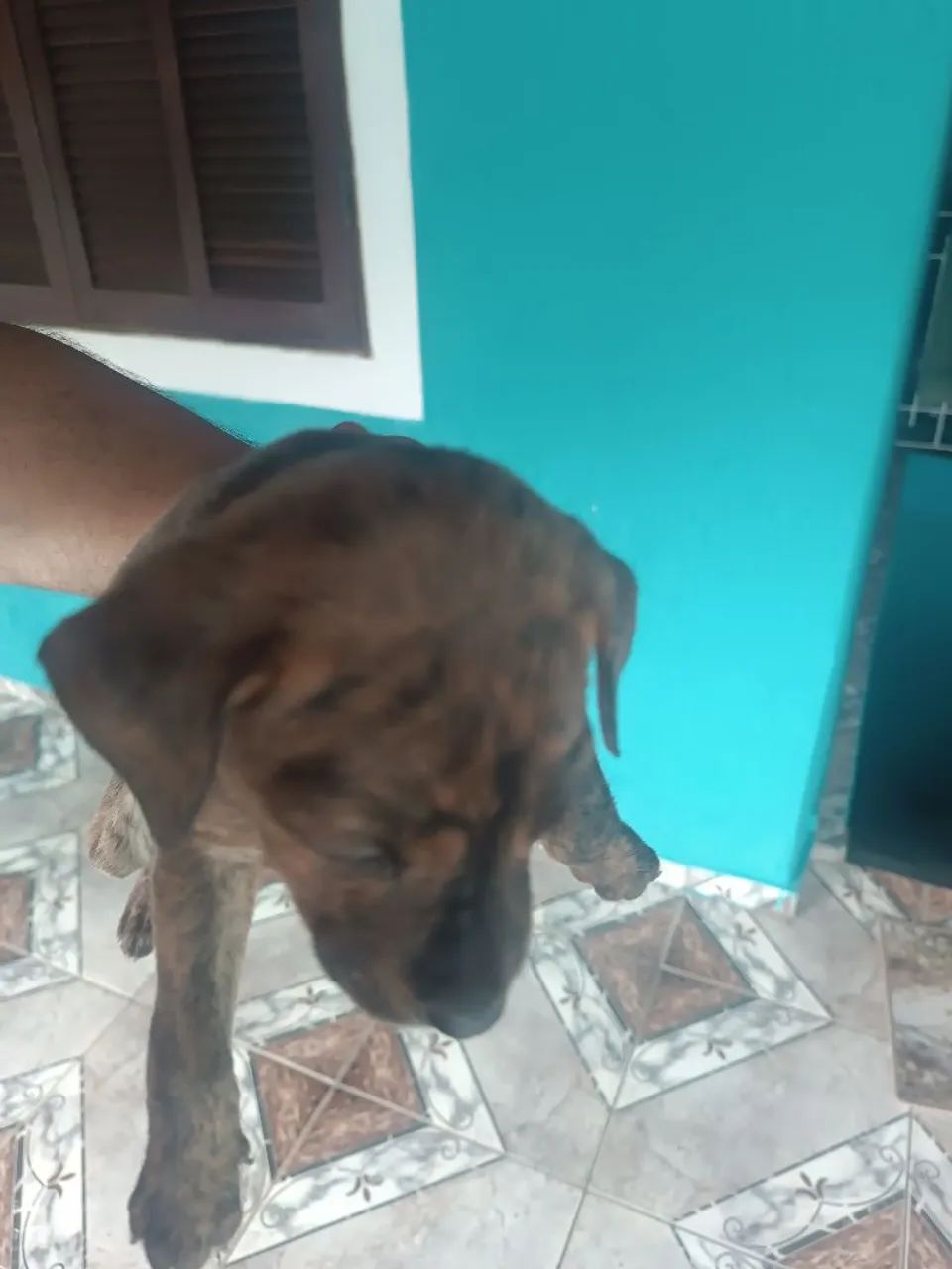 American Bully  - Foto 5