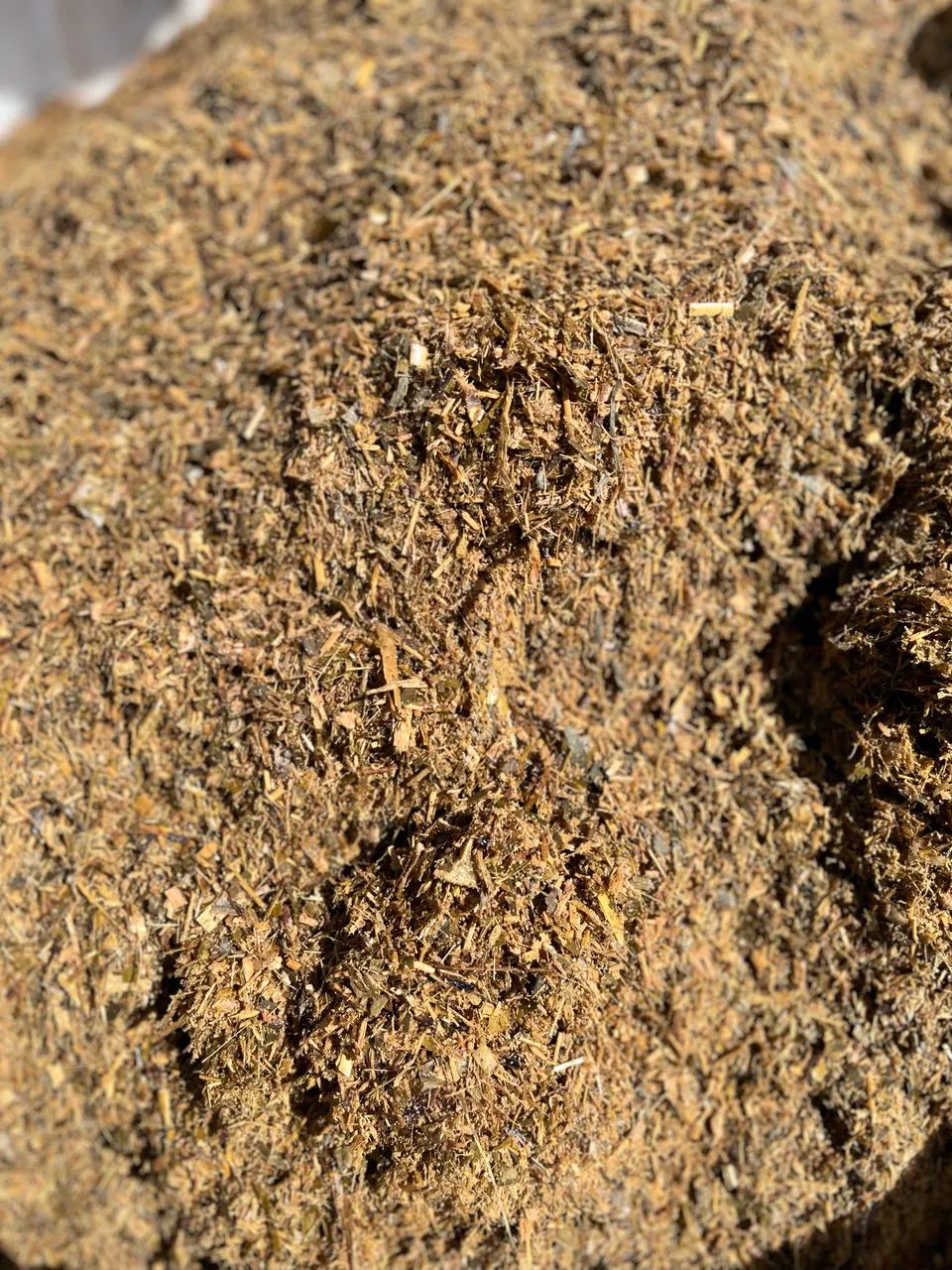 Silagem de Sorgo  - Foto 2