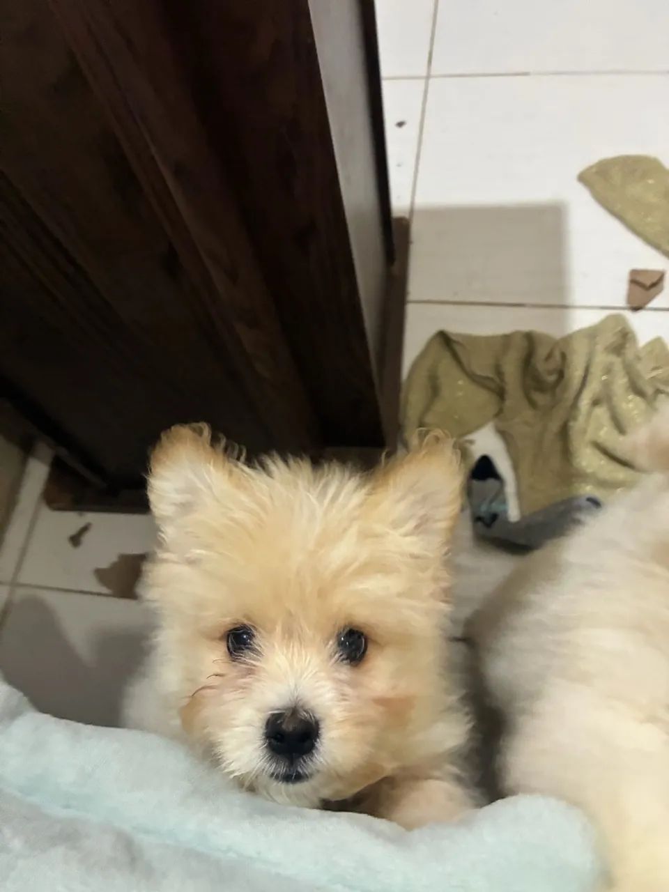Filhote macho de Spitz com Maltês ? 3 meses ? - Foto 4