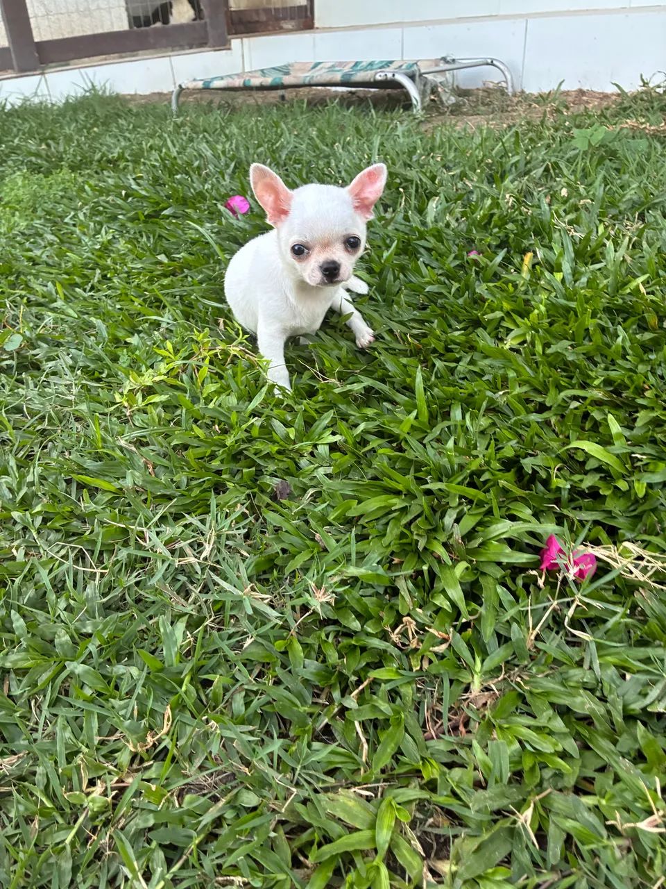 Chihuahua macho - Foto 3
