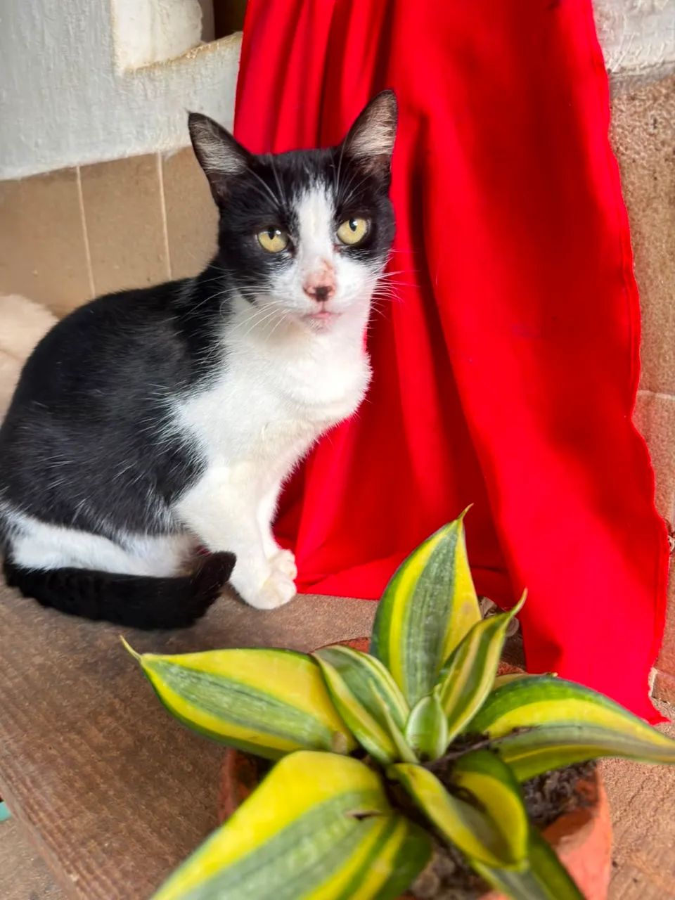 Gata Castrada Frajola - Foto 3