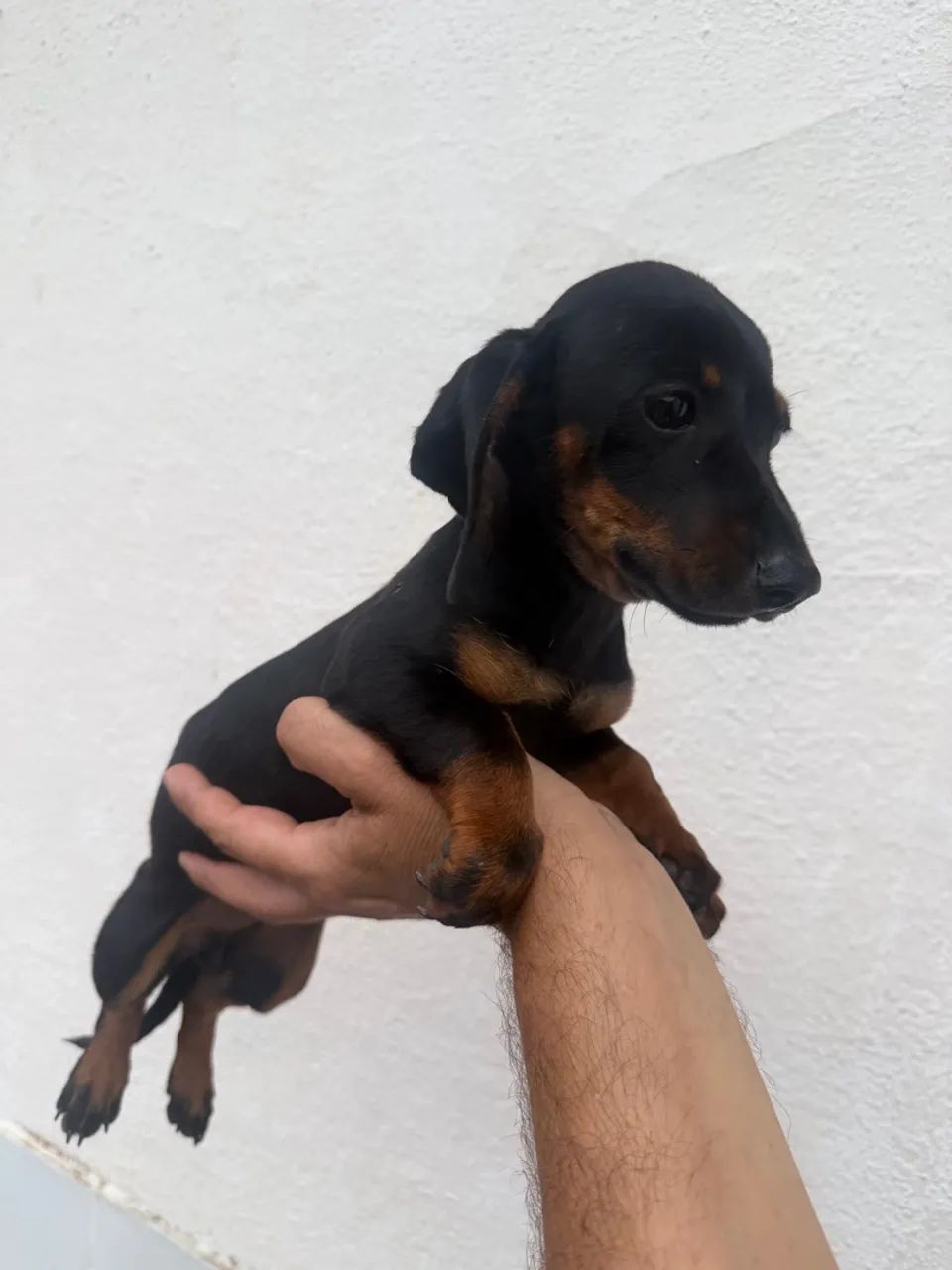 Dachshund / teckel - Foto 2