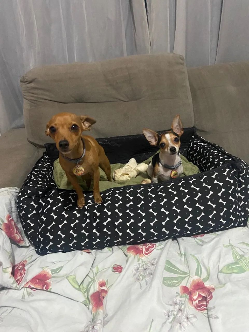 Filhote Pinscher 