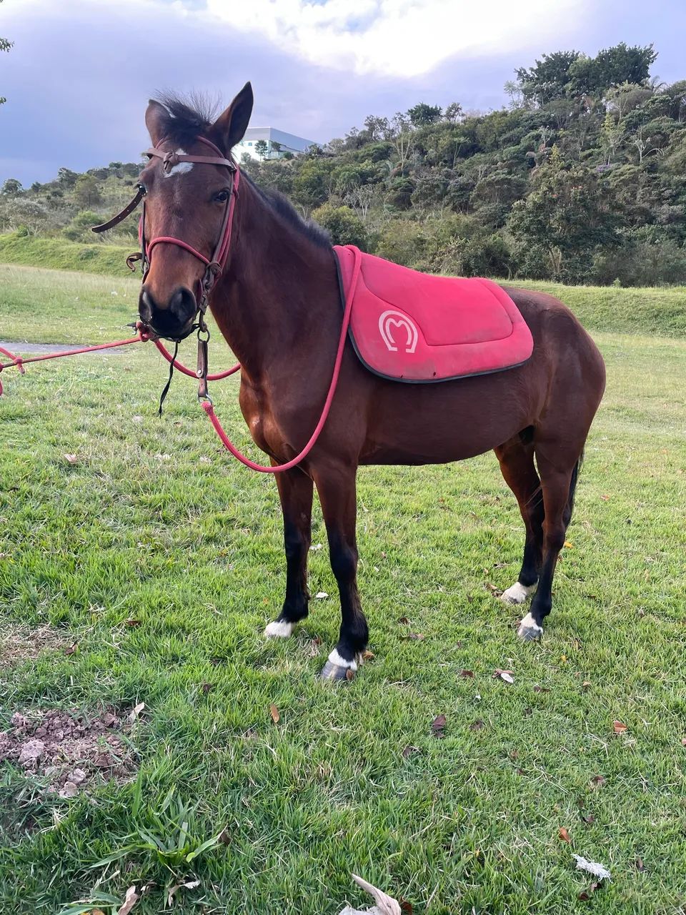 Cavalo 