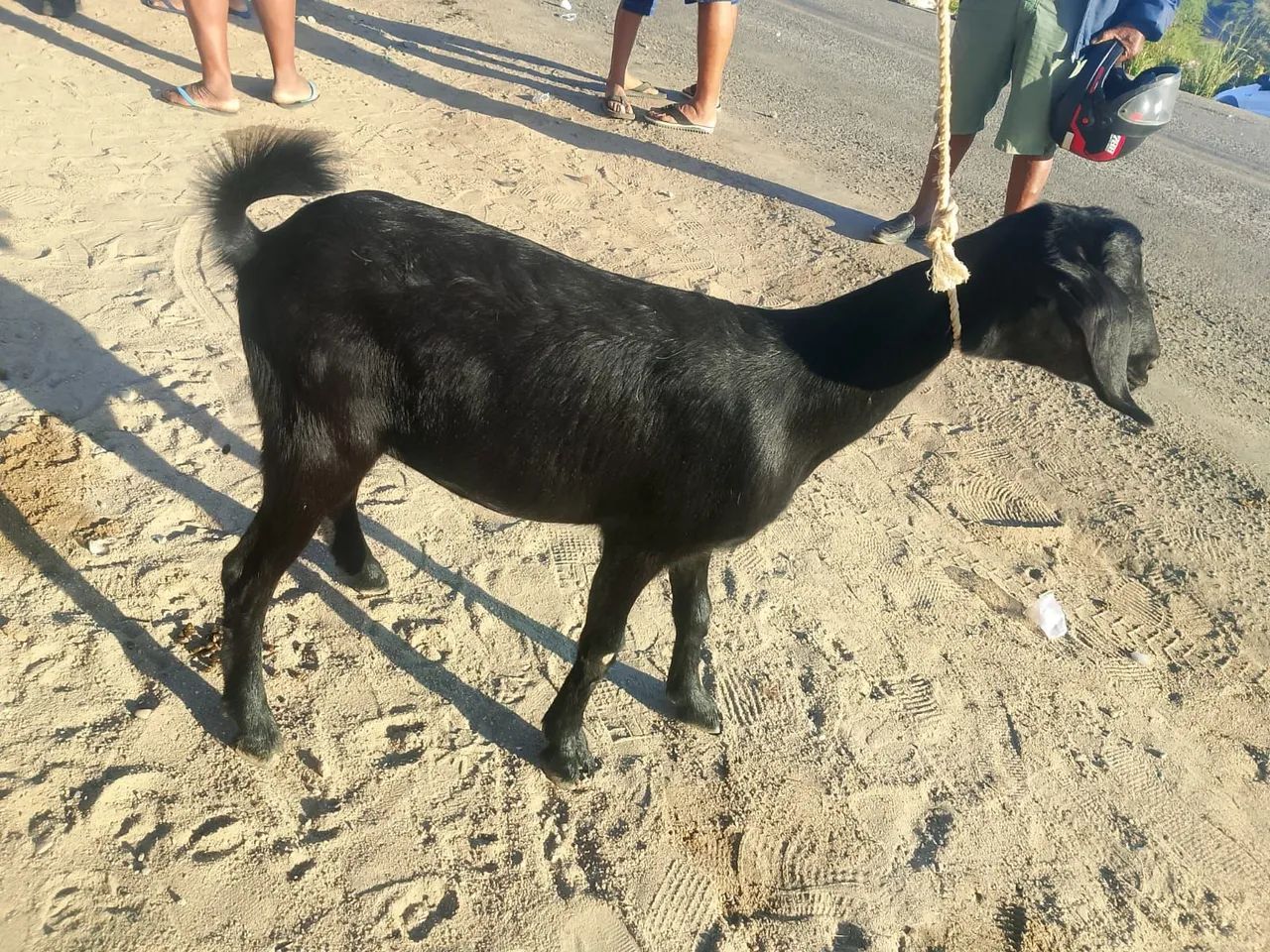 Marrã de cabra