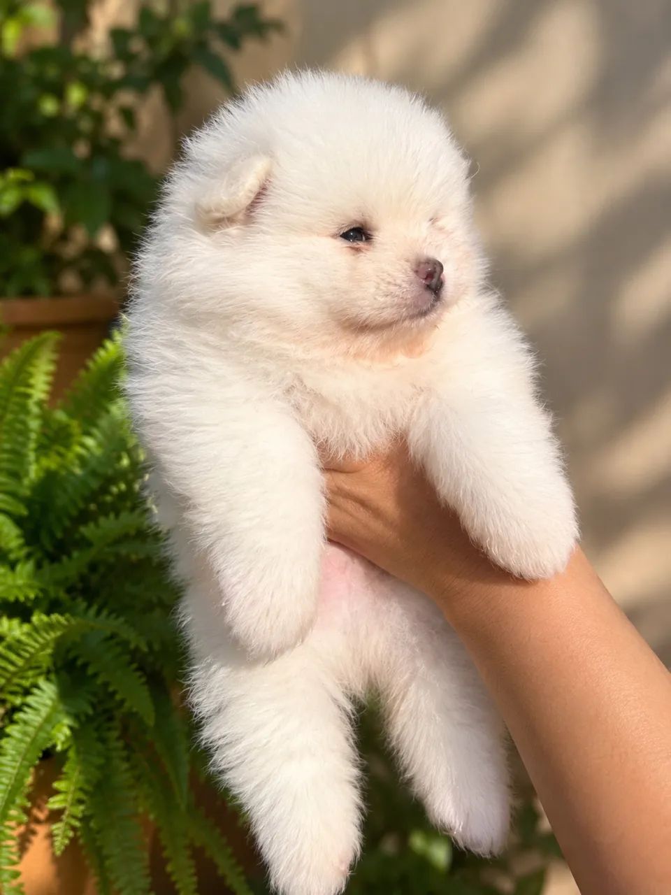 SPITZ ALEMÃO MACHO - ALTÍSSIMO PADRÃO 