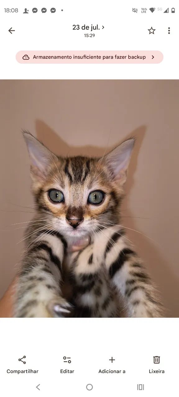Gatinhos Bengal - Foto 4