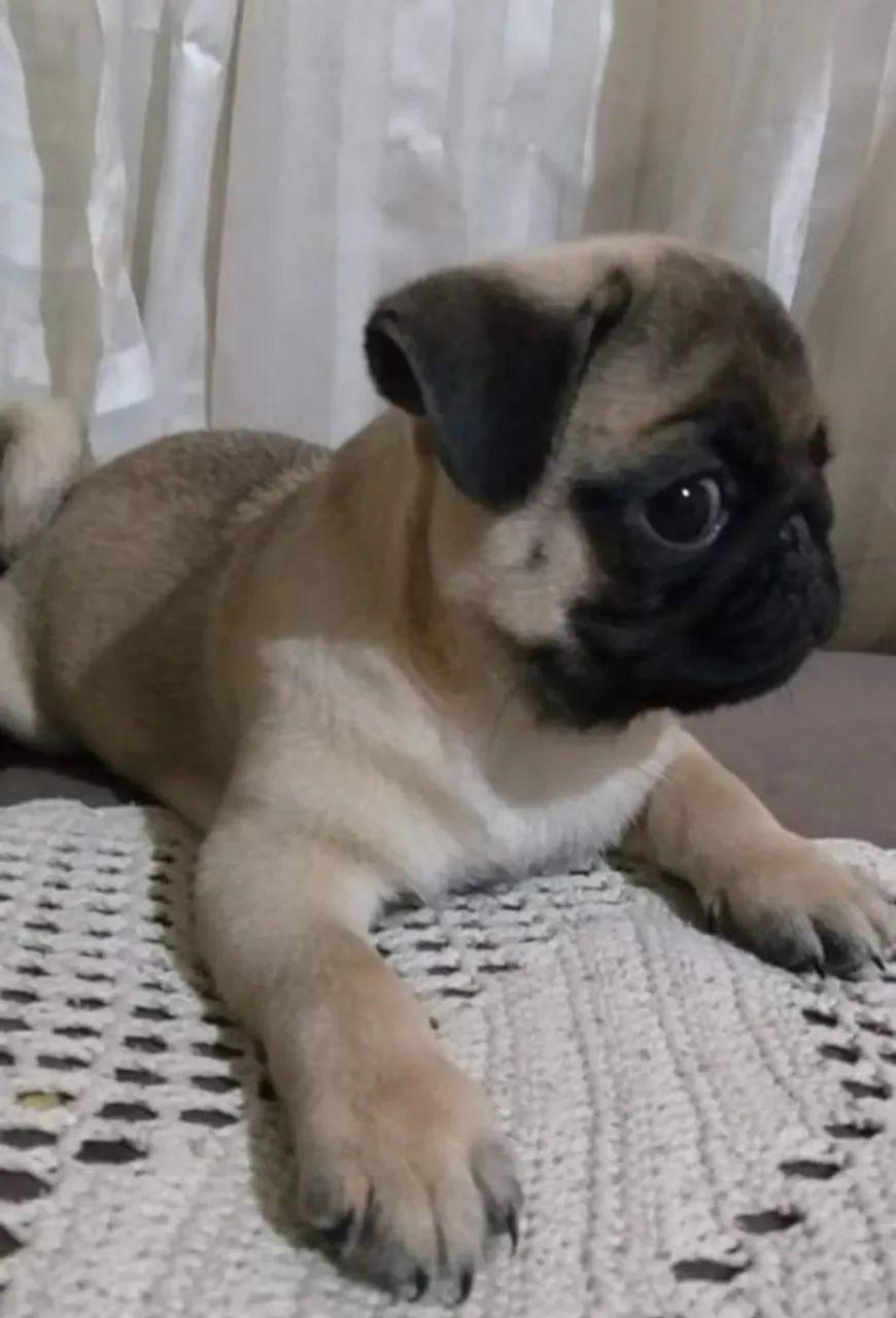Filhotes pug