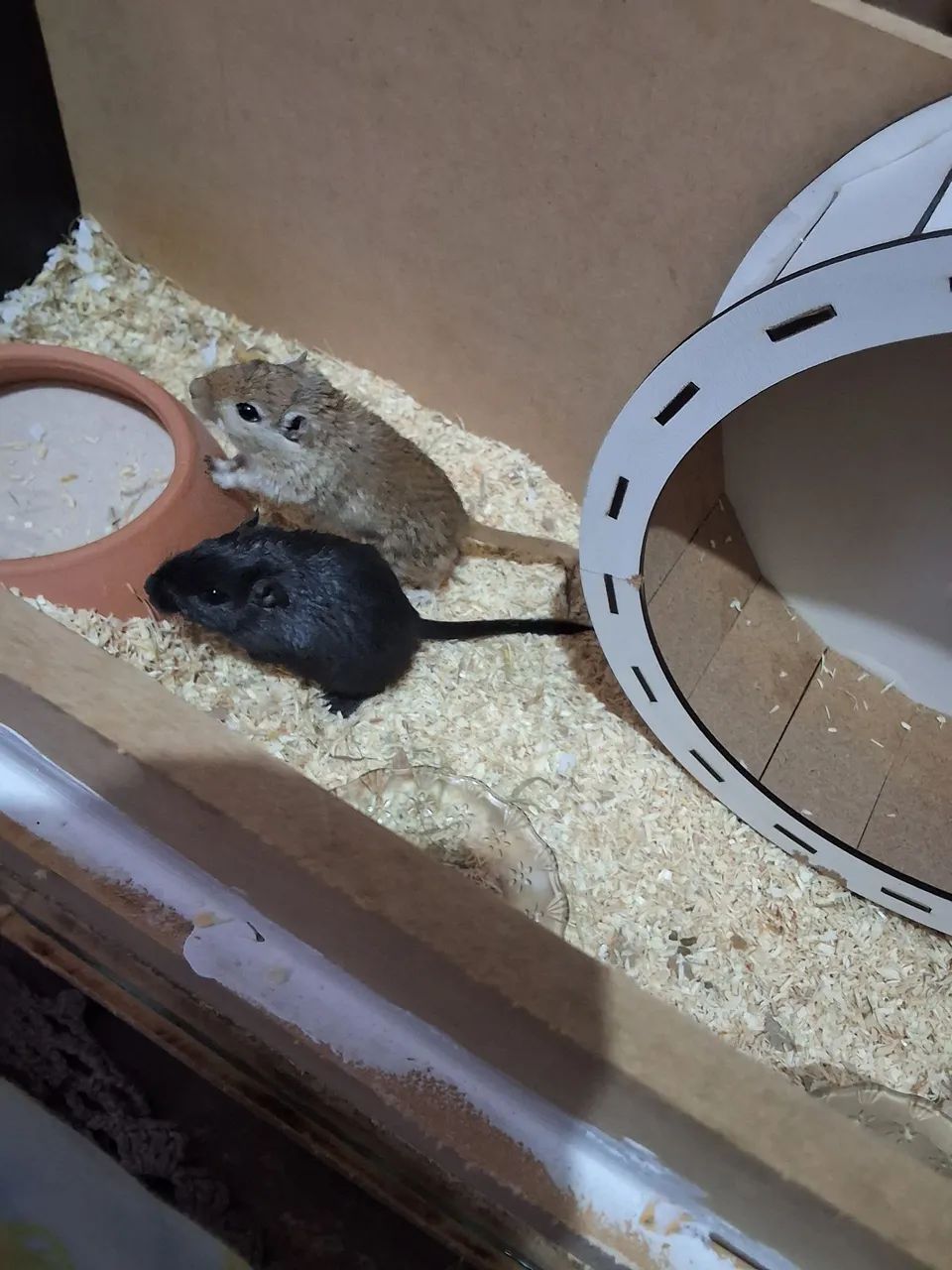 gerbil
