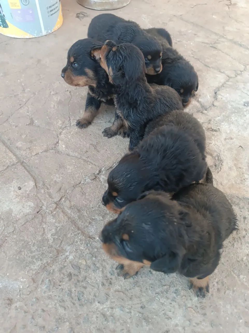 Filhotes de Rottweiler 
