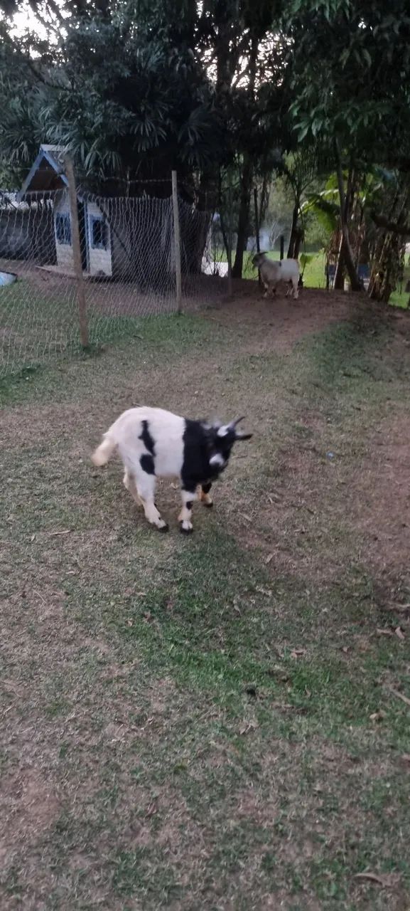 Mini Cabra Macho  - Foto 4