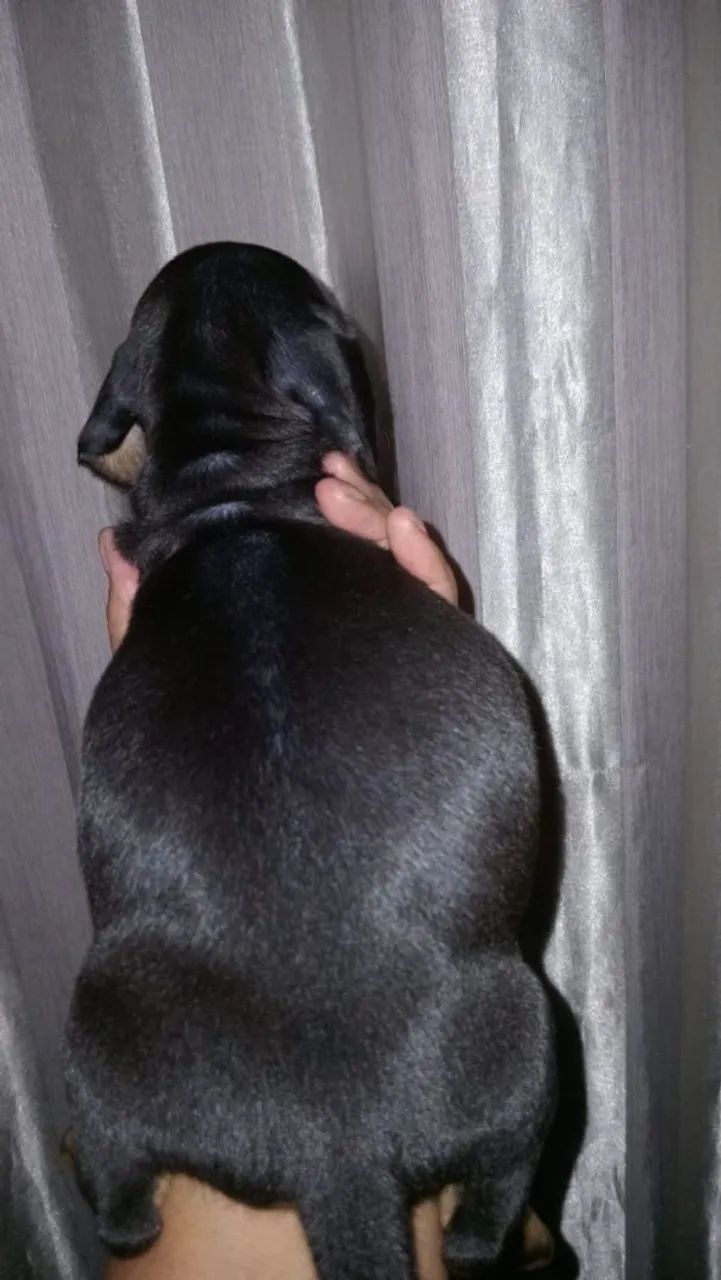 Vendo femea pronta entrega de basset mini - Foto 3
