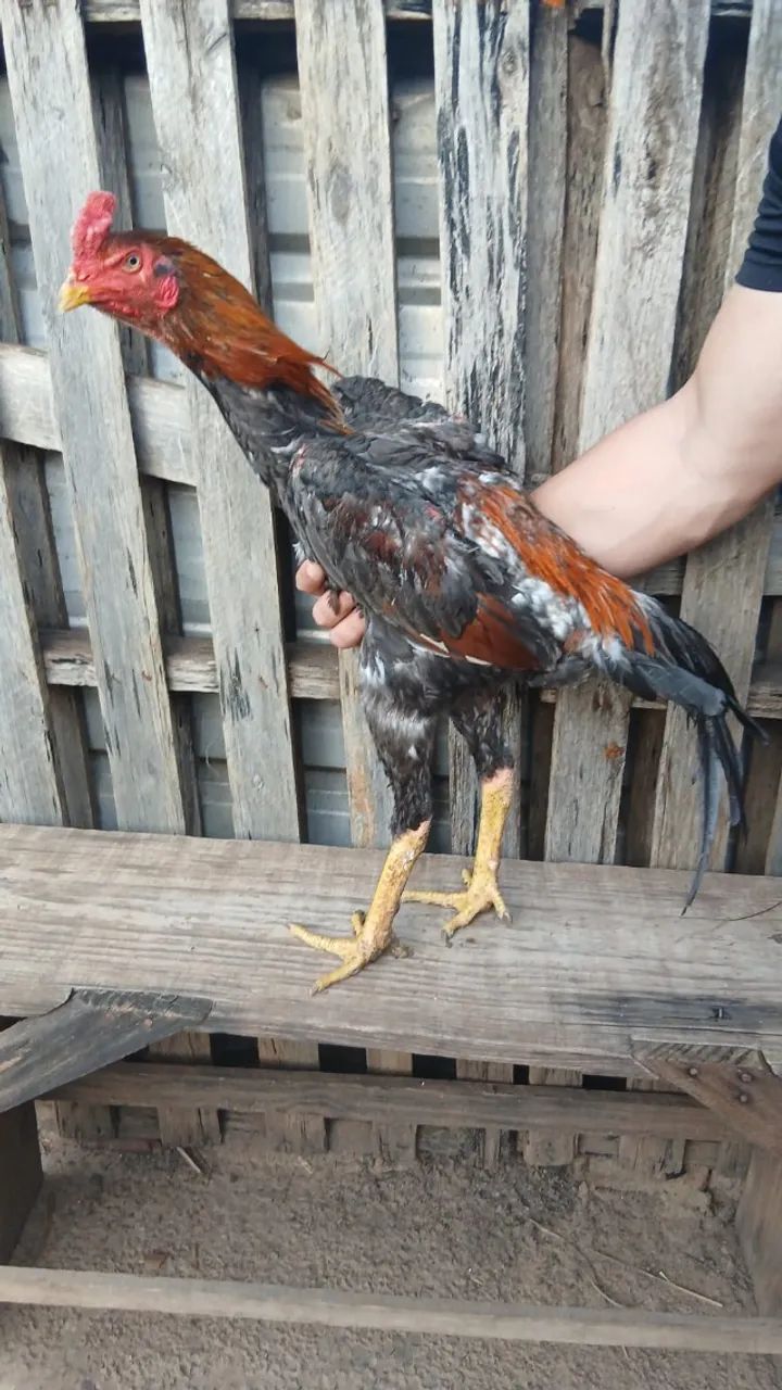 Animais - Foto 2
