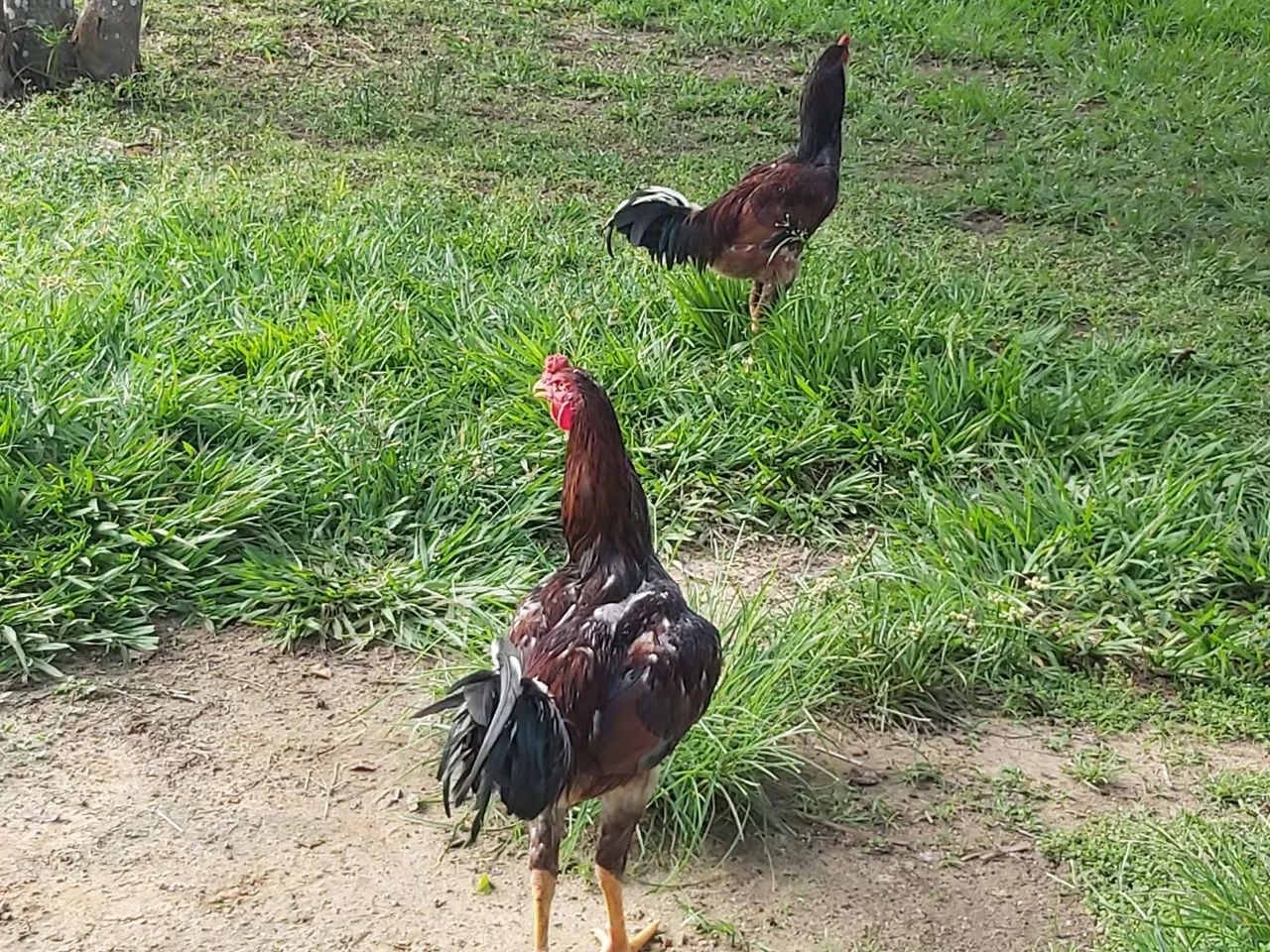 Vendo frangos grandes, selecionados para galo - Foto 4