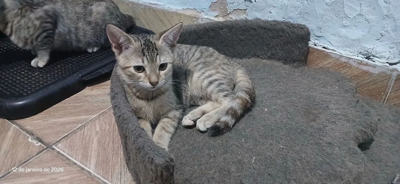 Gatos para Doação  - Foto 2