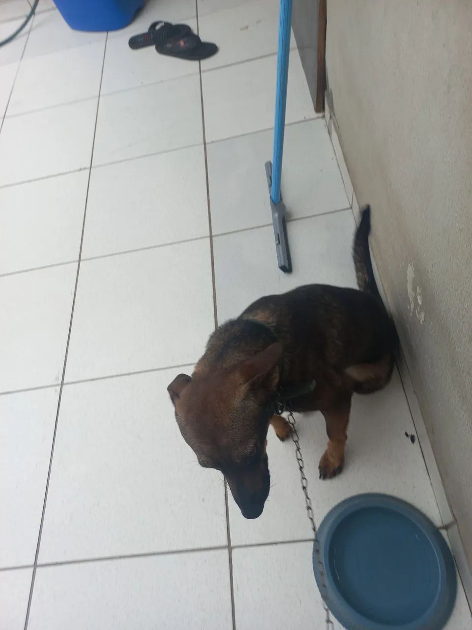 Doação de cachorro macho - Foto 3