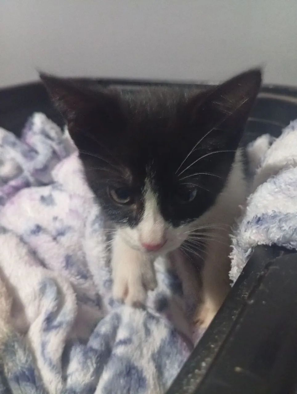 Doação de gatinha  - Foto 4