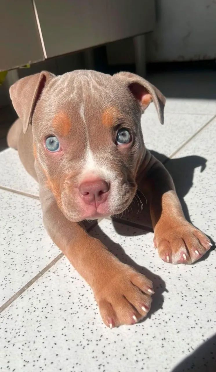 American Bully SP  - Foto 2