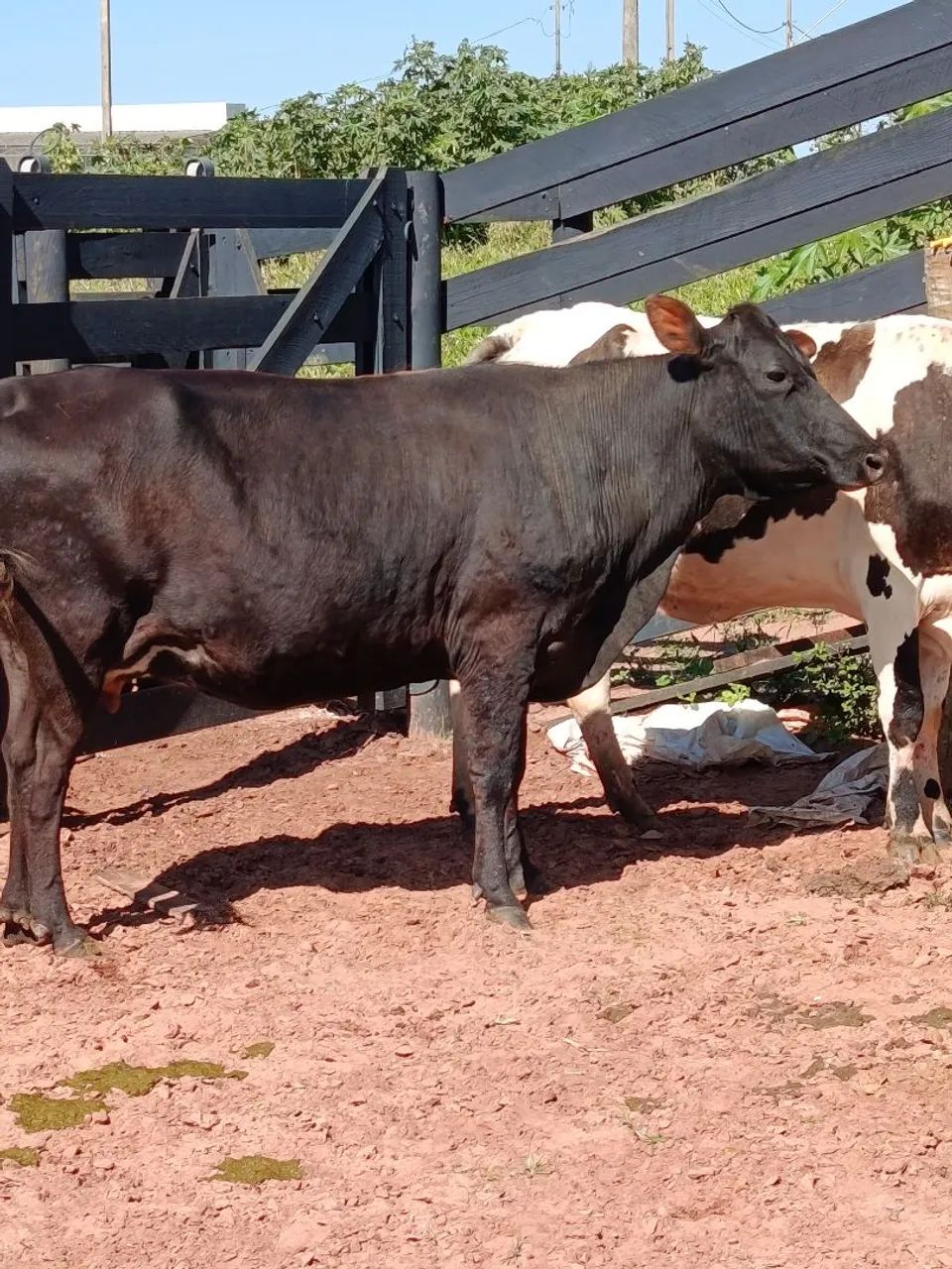 VENDO 4 VACAS DE LEITE - Foto 2