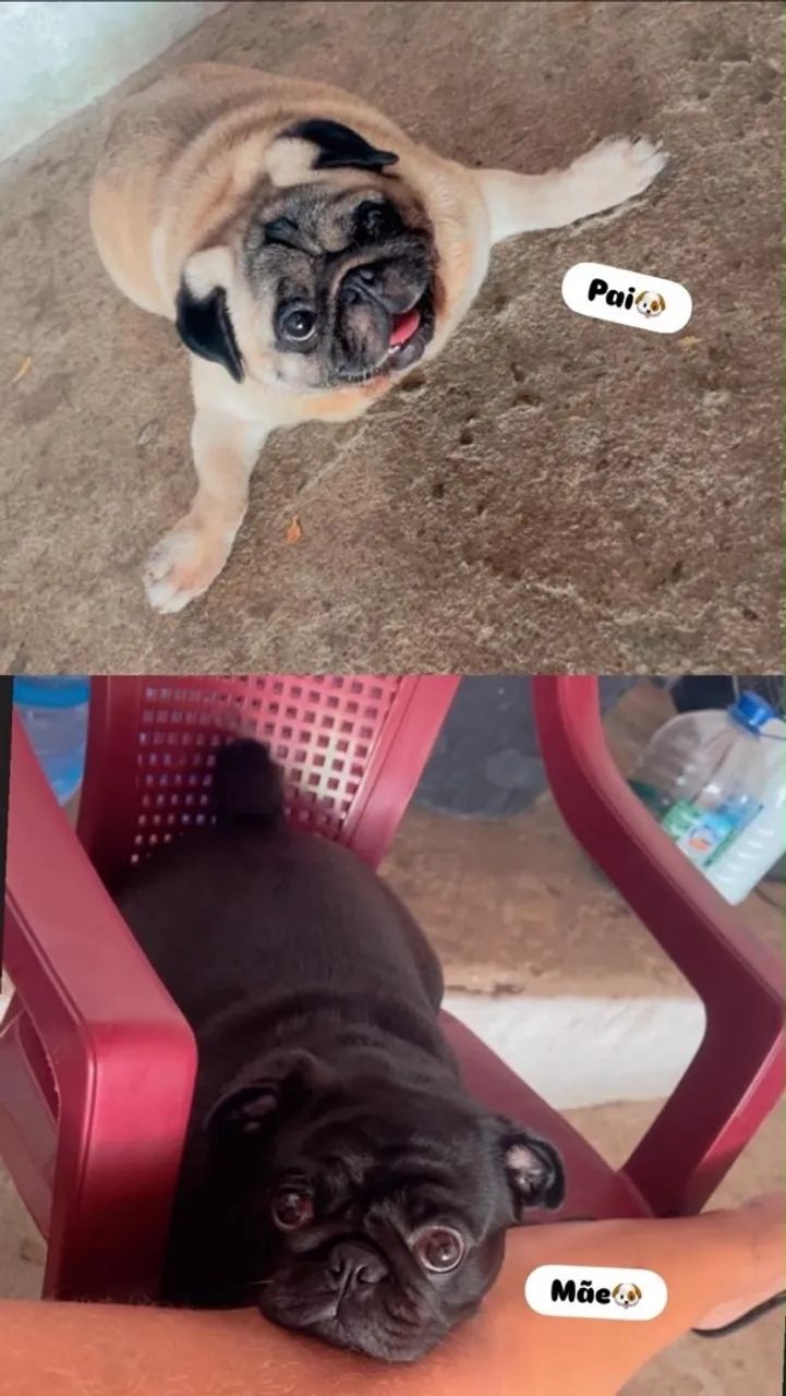 Pug Macho e fêmea com pedigree  - Foto 4