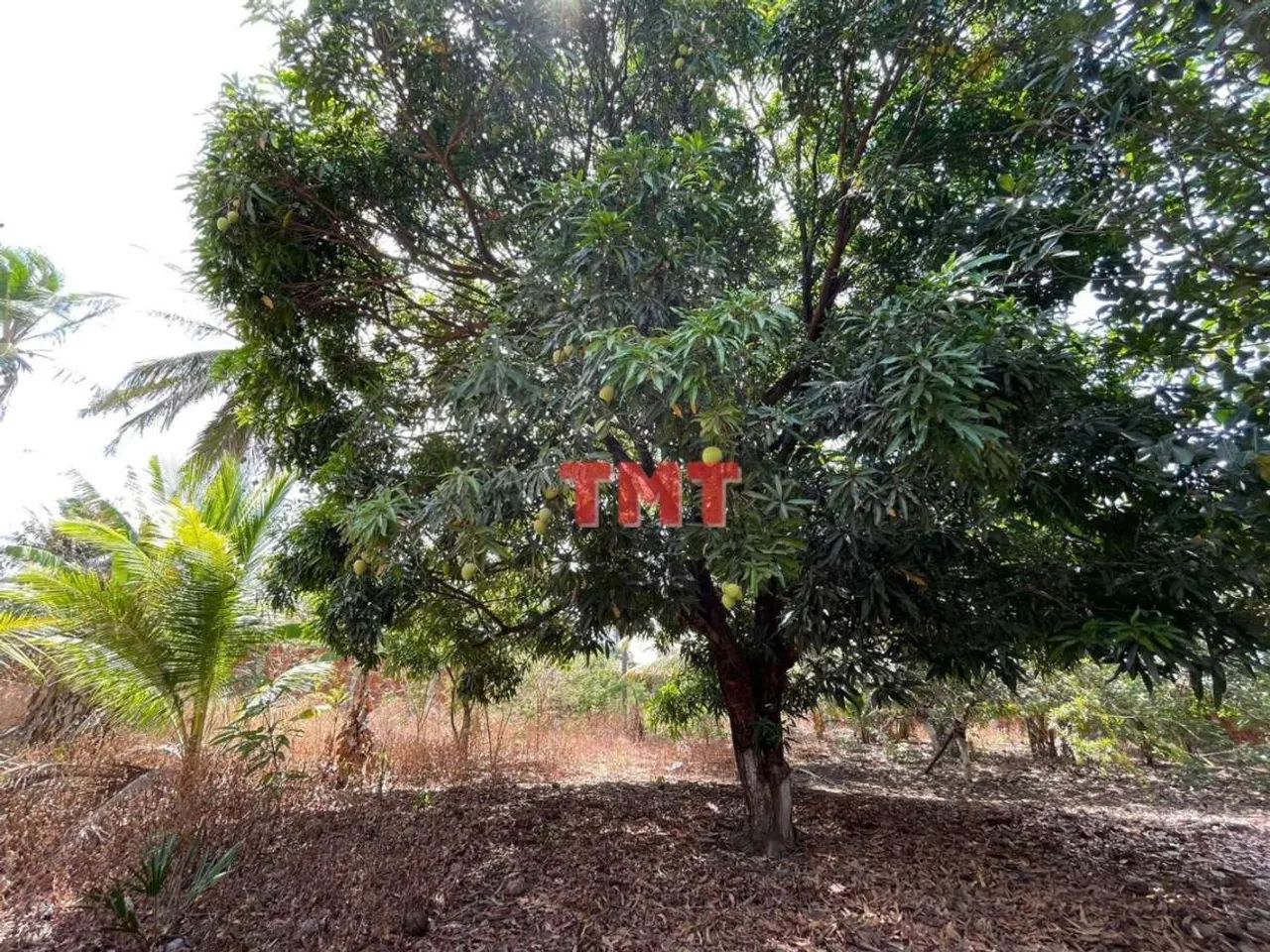 Sítio para Venda em Maranguape, Mucunã, 8 dormitórios, 6 suítes, 6 banheiros - Foto 4