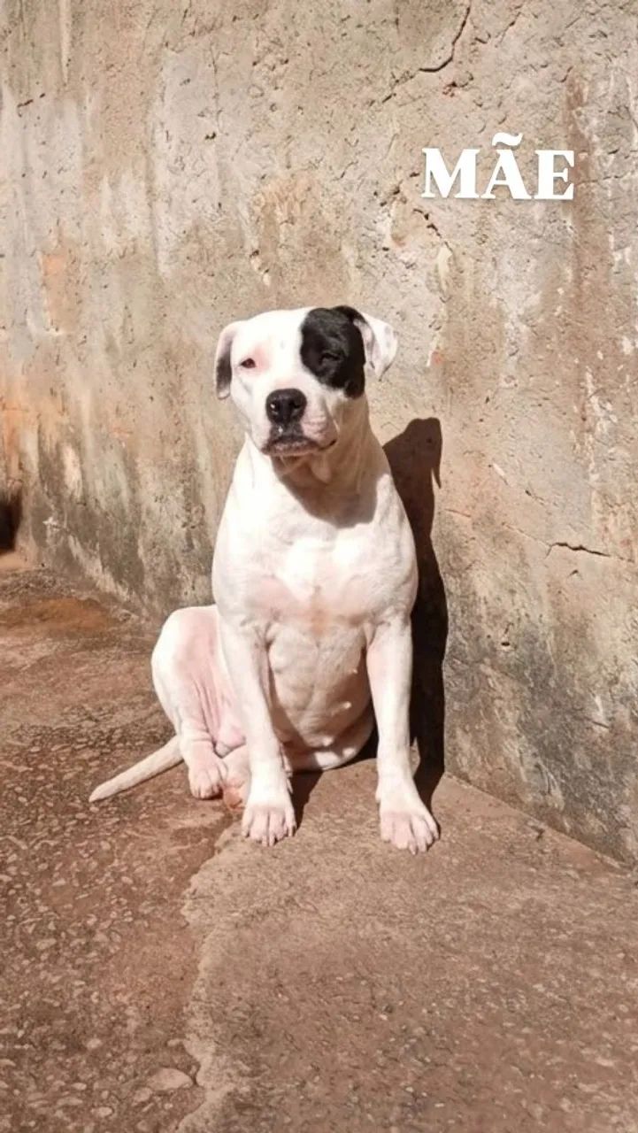 Filhotes de Pitbull  - Foto 5