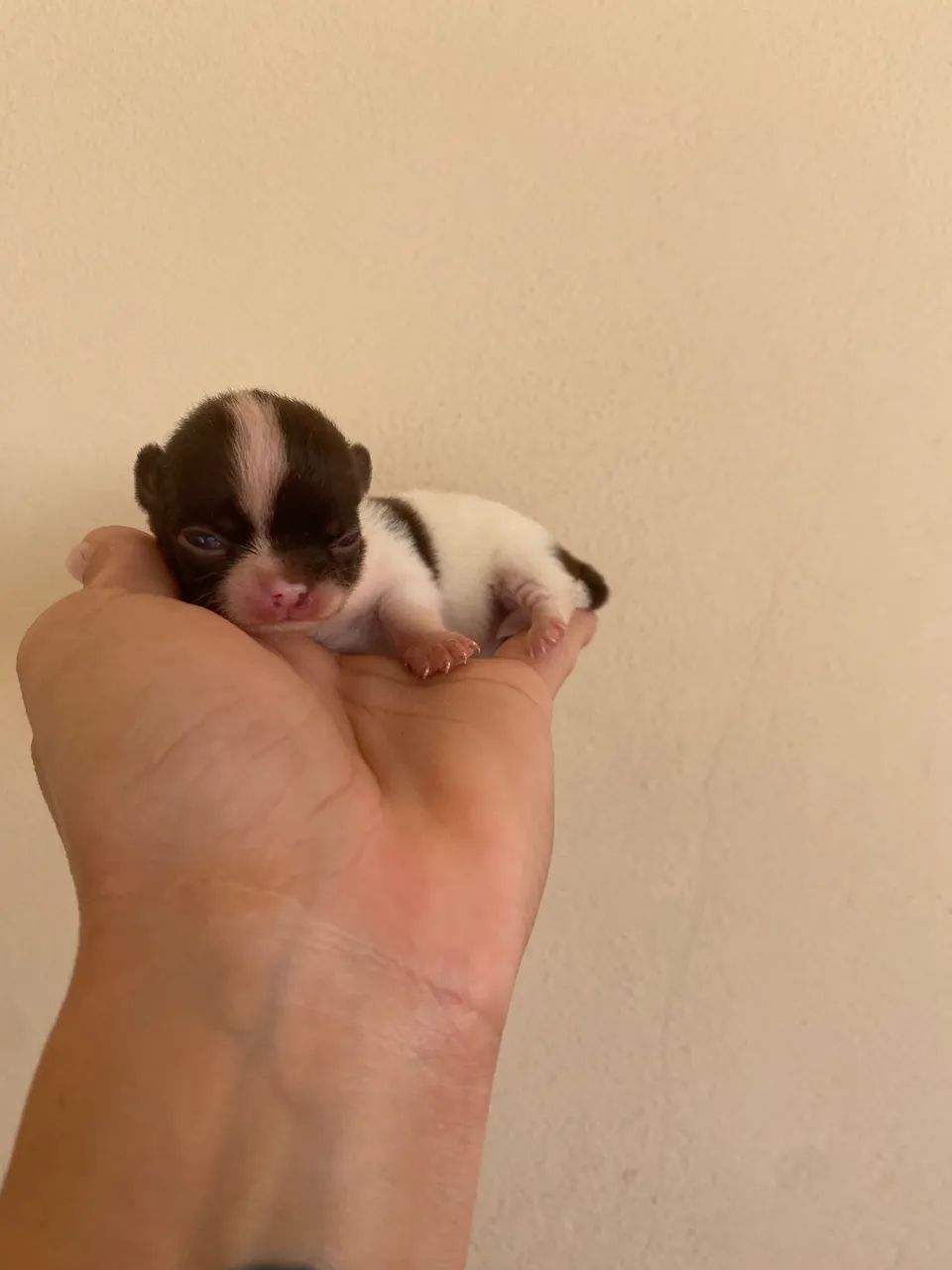 Chihuahuas  - Foto 3