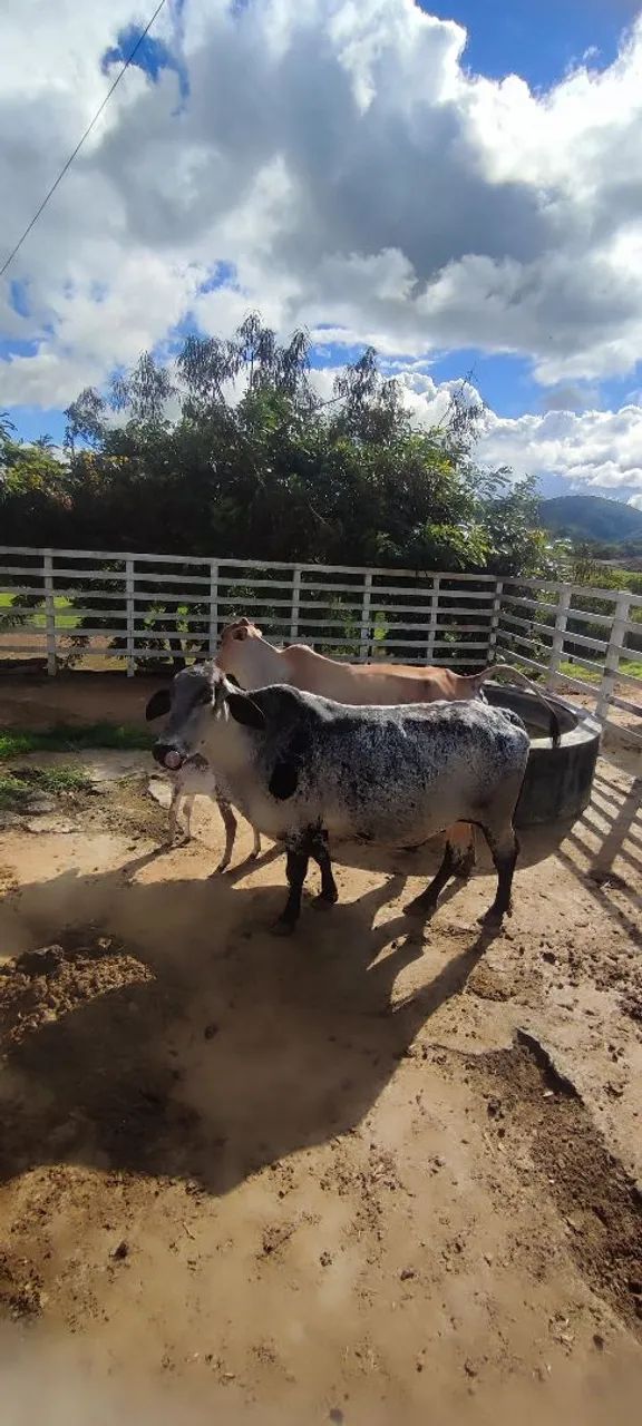 Vendo Vacas Girolanda  - Foto 4