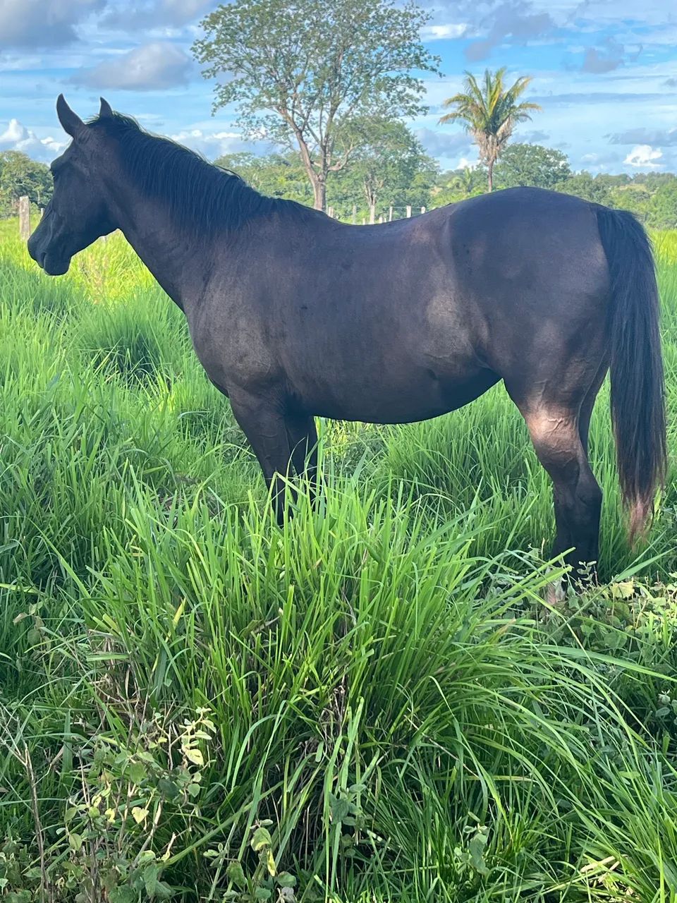 Égua quarto de milha  - Foto 6