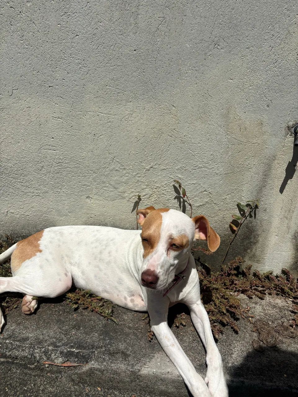 CACHORRA FEMEA EXTREMAMENTE DOCIL