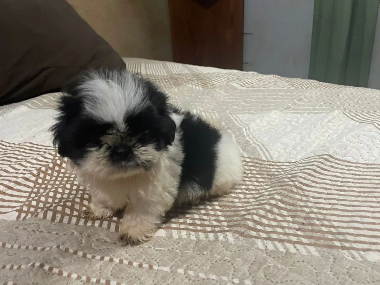 Vendo filhote de Shitzu macho com 55 dias  - Foto 5