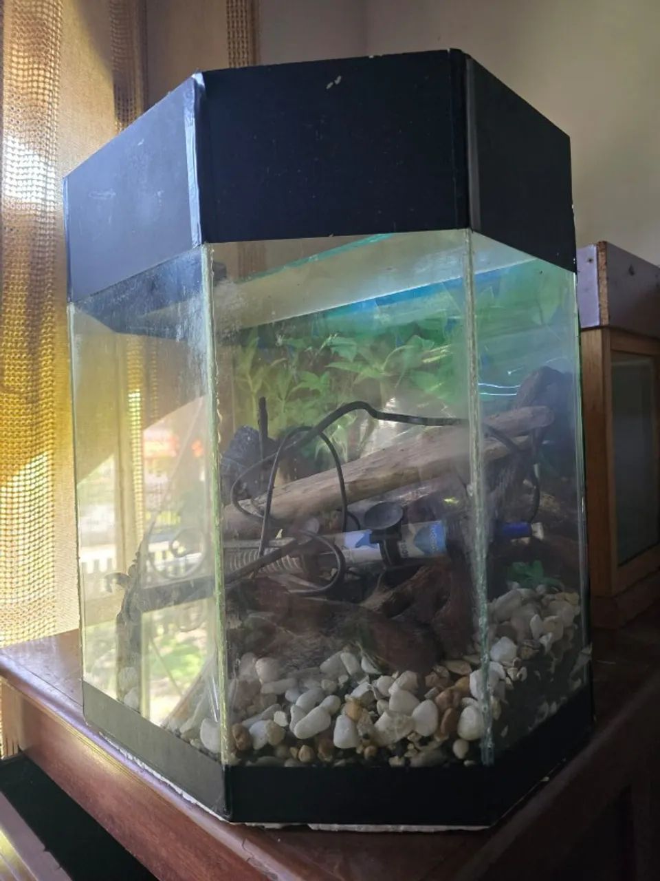 Aquários para venda.