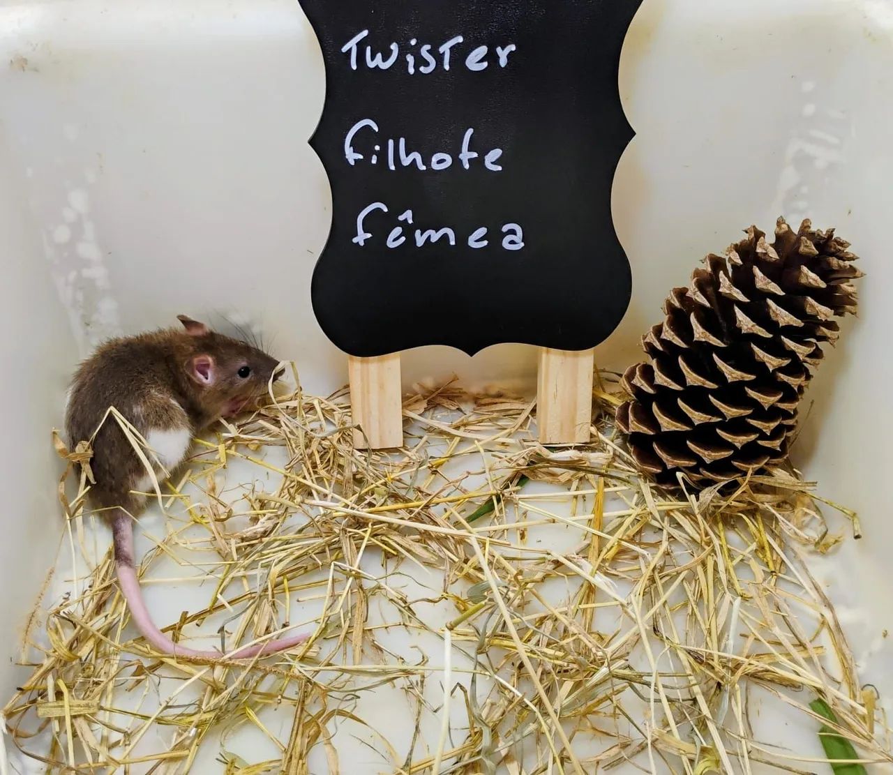 Filhotes de Twister/ Mercol  - Foto 4