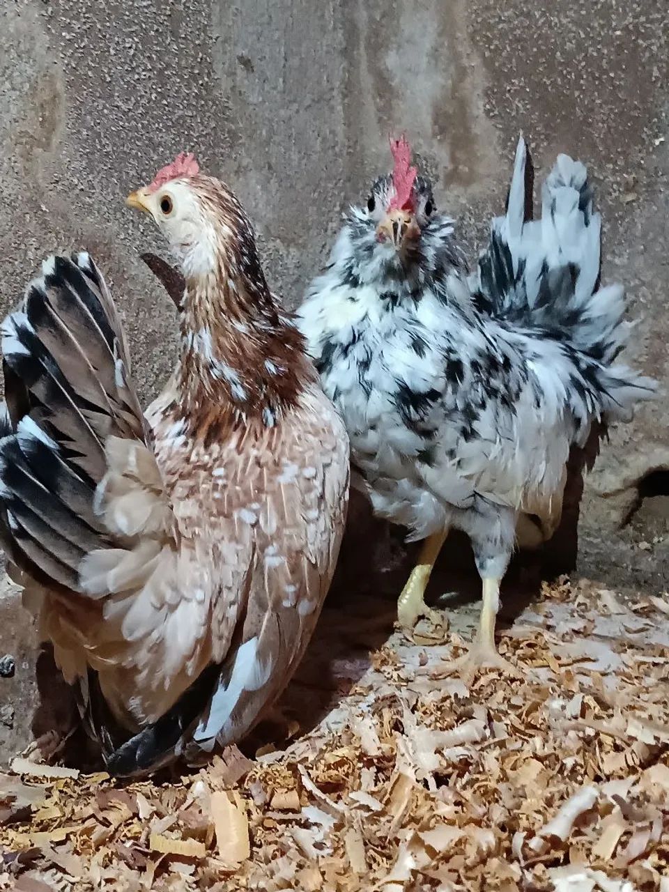 Mini garnisé modelado - Foto 2